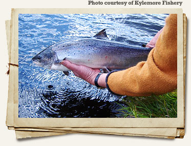 dawros_salmon_connemara