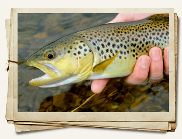 Flyfishing, rivers, lakes Ireland: trout, salmon, sea trout